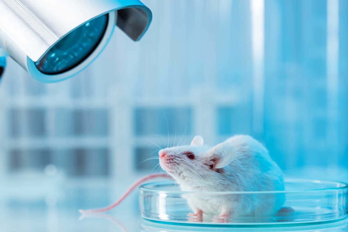 Исследование на мышах проливает свет на то, как первичная моторная кора головного мозга помогает подавлять невропатическую боль